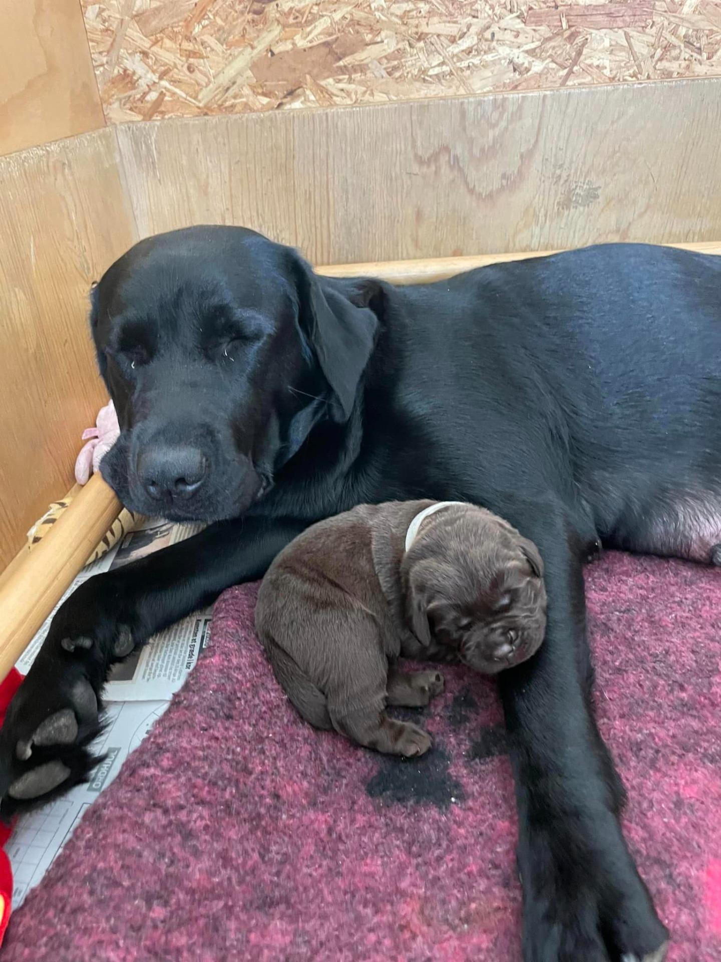 Kenyas hvalpe kasse Kennel Cap De Lab