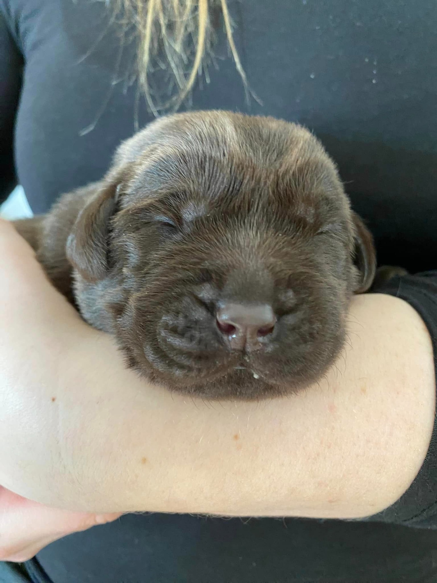 Kenyas hvalpe kasse Kennel Cap De Lab