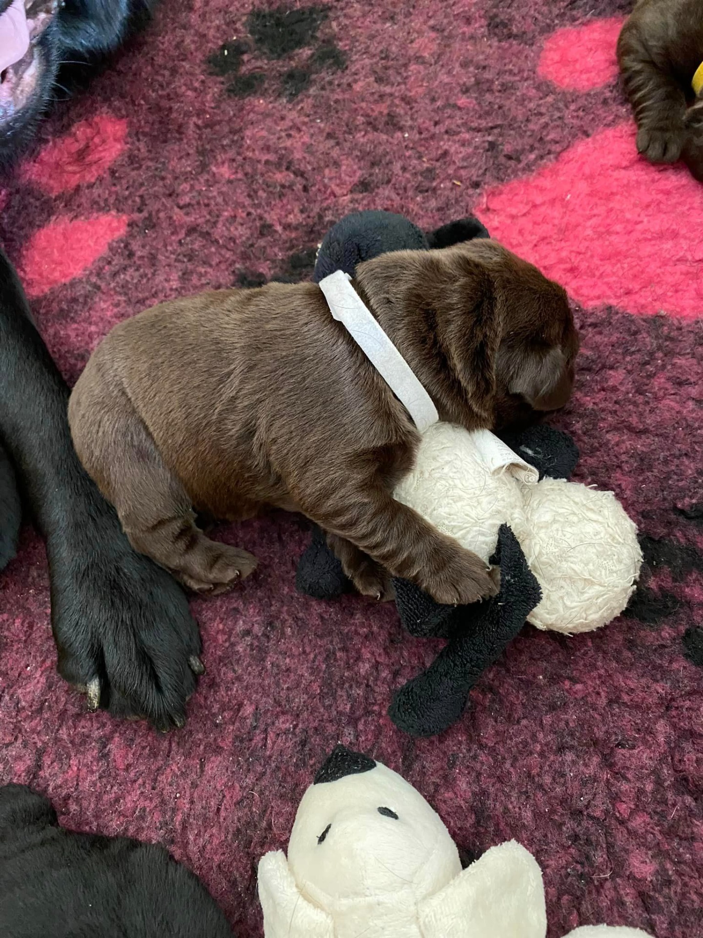 Kenyas hvalpe kasse Kennel Cap De Lab