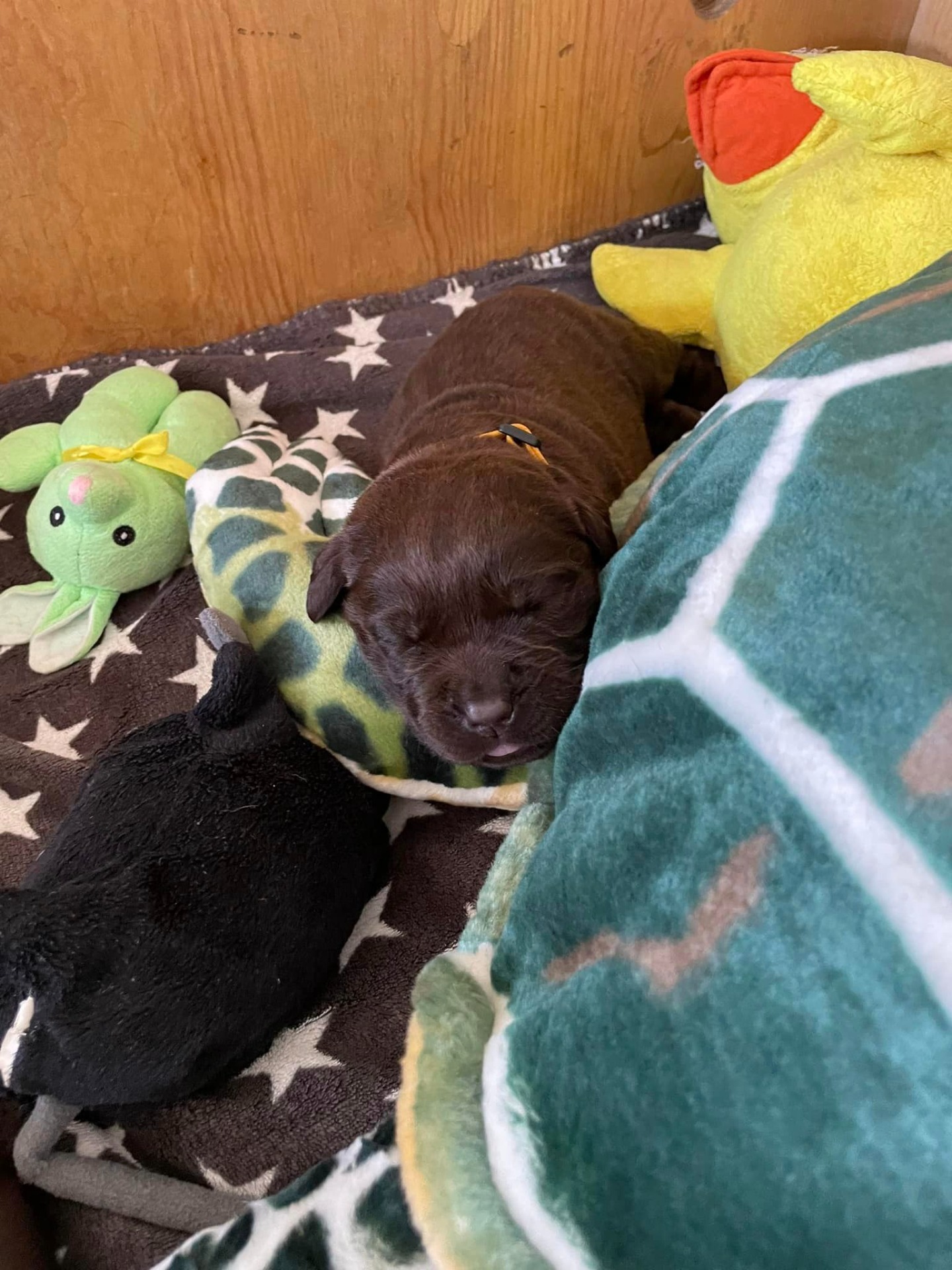 Kenyas hvalpe kasse Kennel Cap De Lab