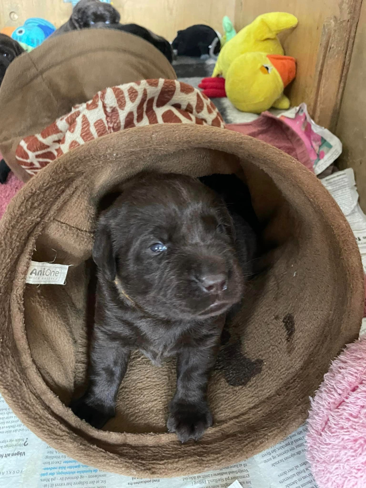 Kenyas hvalpe kasse Kennel Cap De Lab